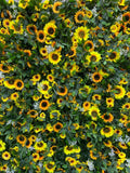 Sunflower Flower Wall - Starlight Flower Walls