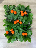 Mandarin Orange Citrus Fruit Flower Wall Panel - Starlight Flower Walls